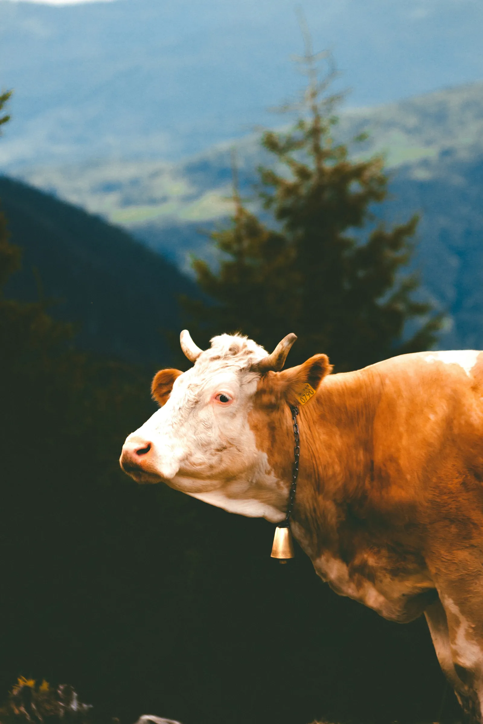 Mucca con campanaccio davanti alle montagne