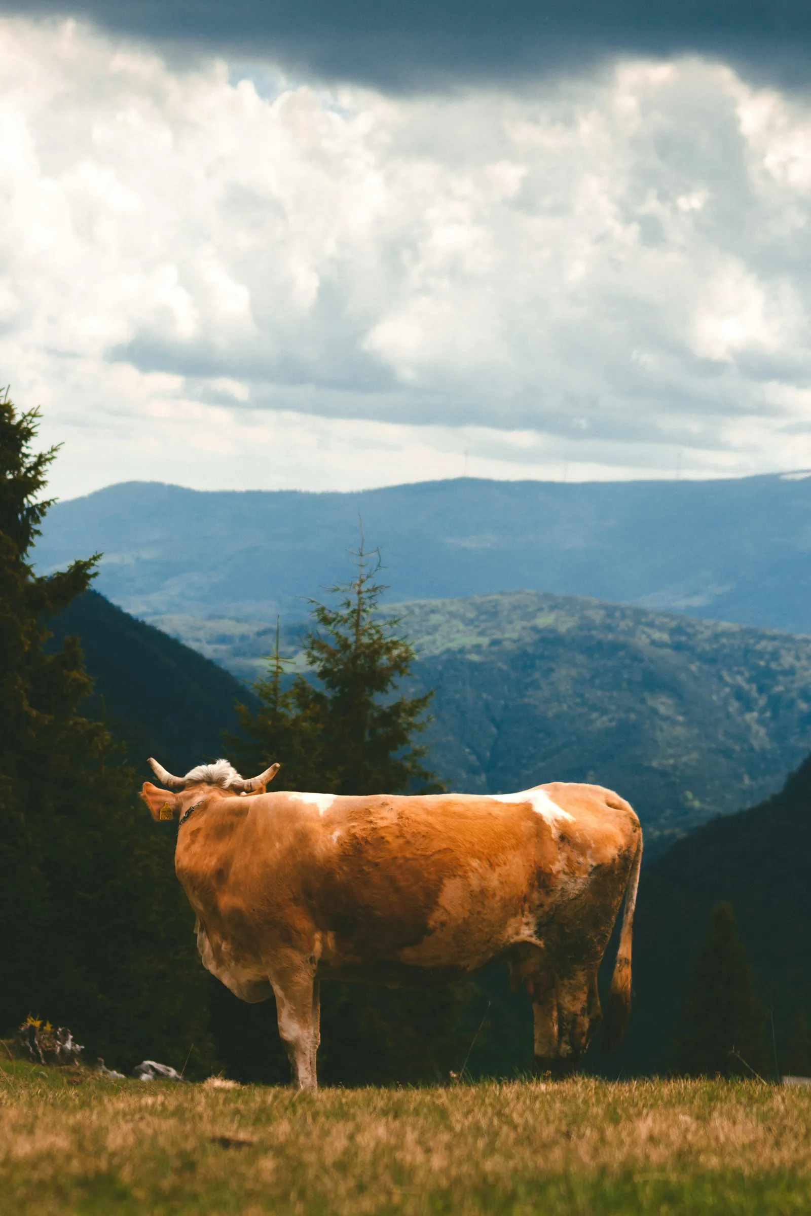 Bovino su un pascolo di montagna sotto le nuvole
