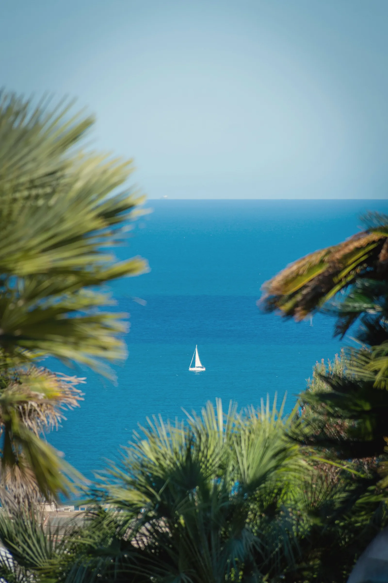 Una barca a vela in mare, vista tra le palme