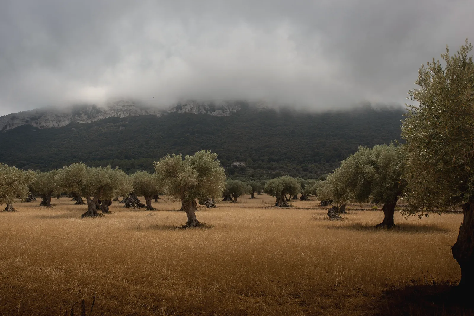 Uliveto ai piedi dei monti di Maiorca