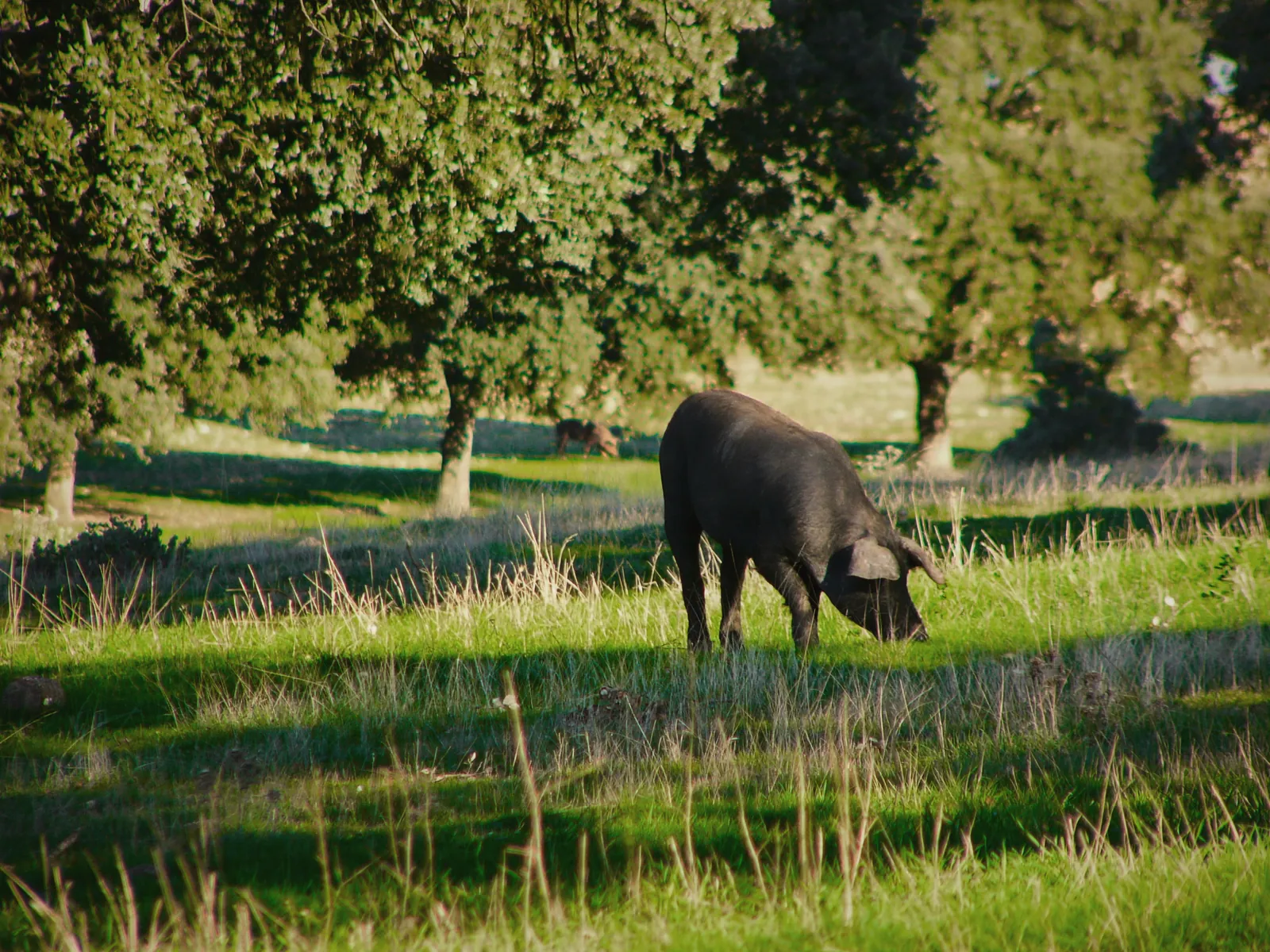 Maiale iberico sotto i lecci della dehesa di Salamanca