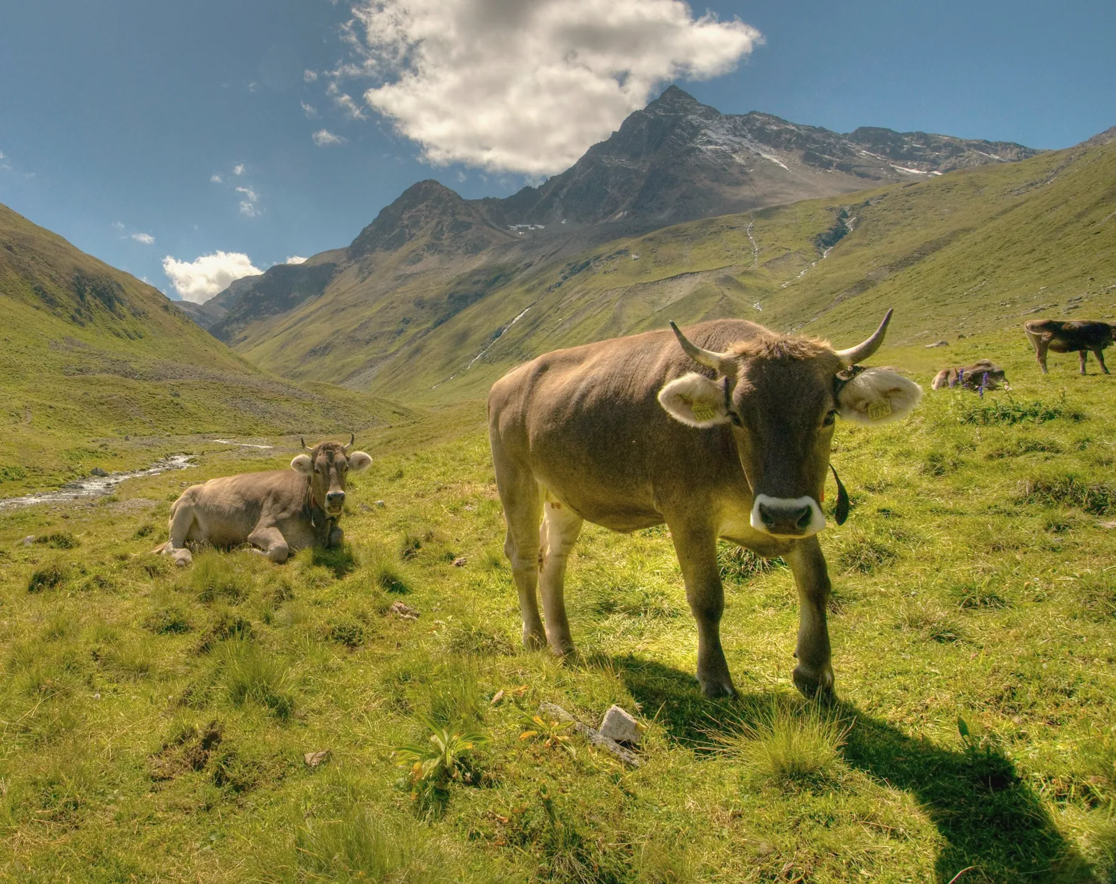 Braunvieh auf der Alp bei der Fuorcla, Engadin