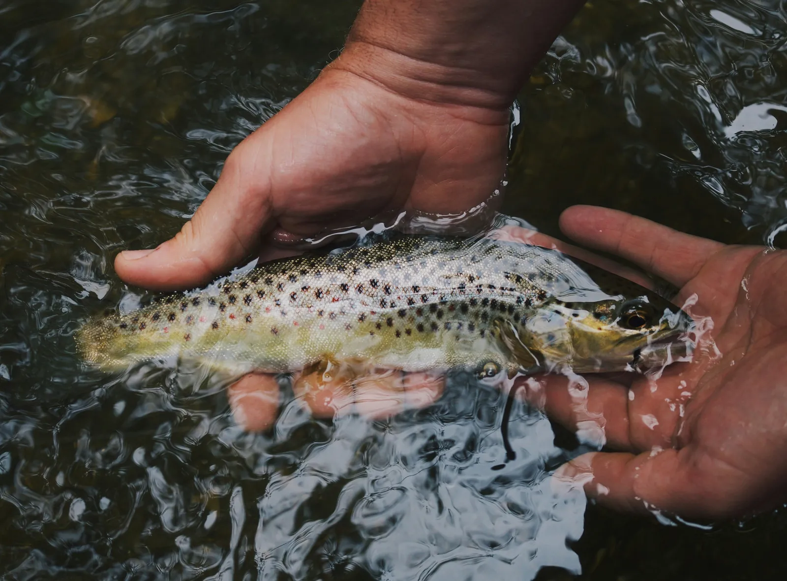 Trota fario tra due mani nell'acqua limpida