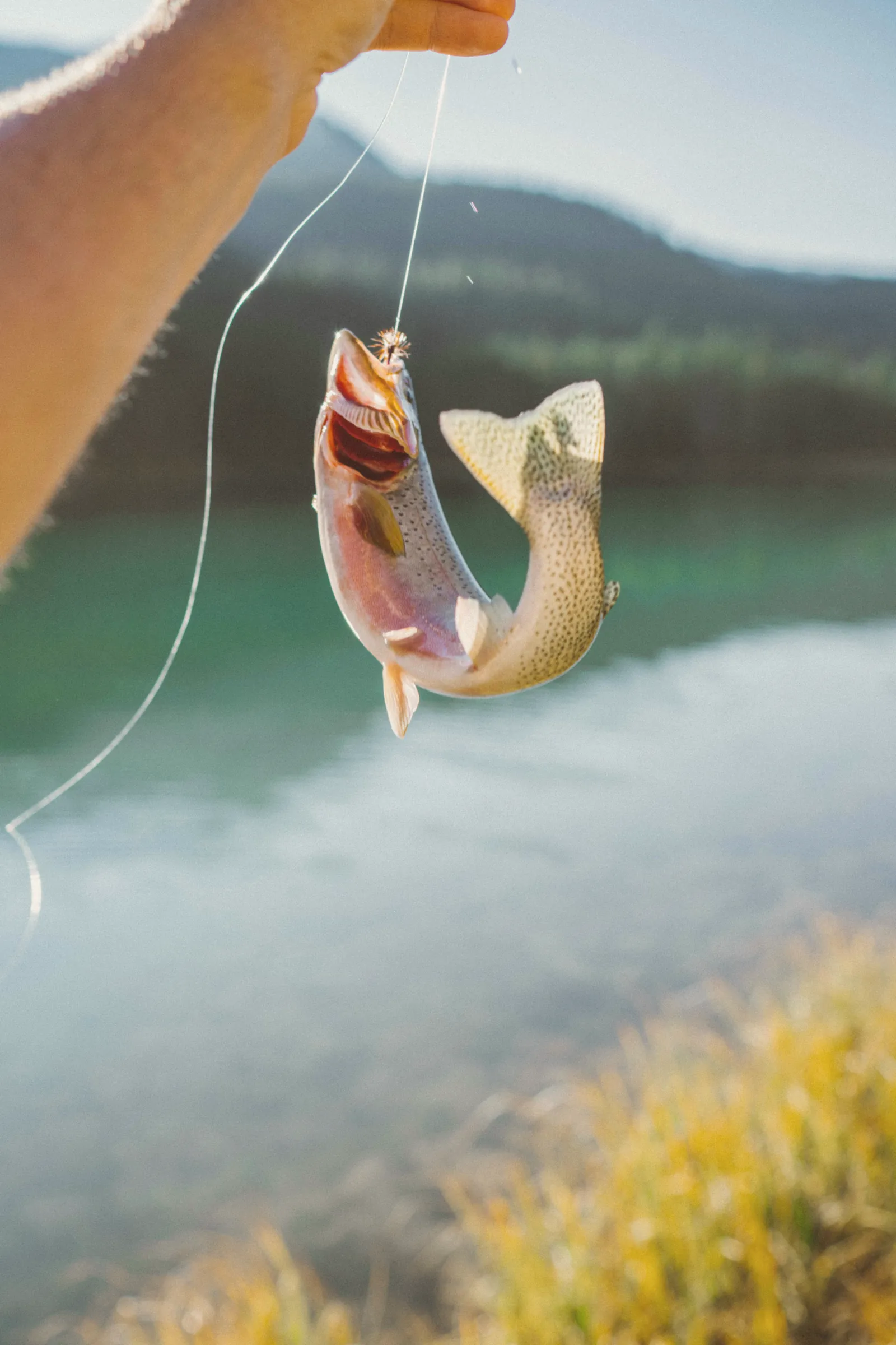 Trota appena pescata davanti a un lago di montagna