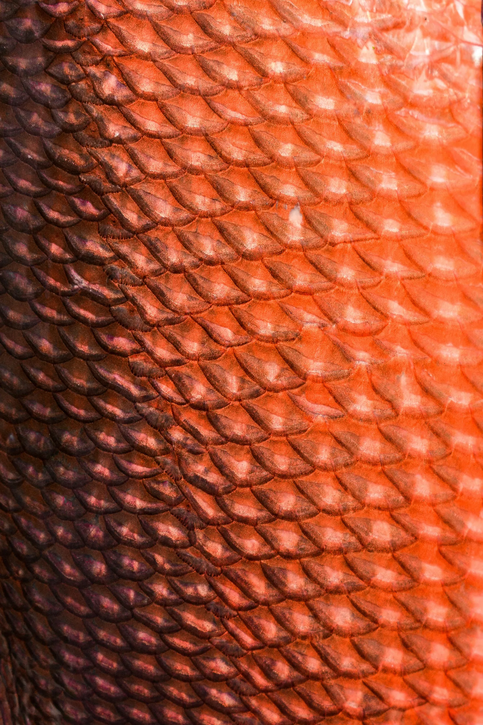 Squame di pesce, da vicino